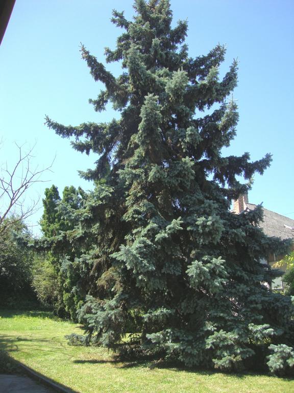 דירות Balatonboglár Gyongyvirag Vendeghaz מראה חיצוני תמונה